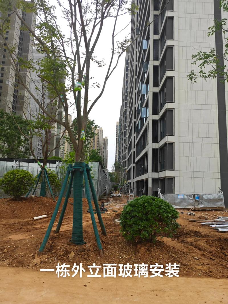 光谷中央公園園林綠化工程施工進展順利，打造生態休閑新地標