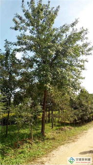 深耕綠色事業，吉林實驗綠化集團北京通州二分公司 從苗木到城市的全鏈條服務